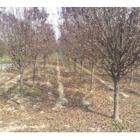 紫葉李價(jià)格—綠化苗木紫葉李價(jià)格