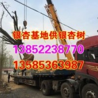 25公分山東銀杏樹價格、山東銀杏樹價格、興隆銀杏(查看)