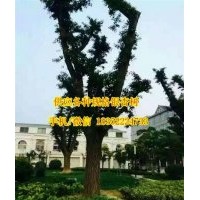 10公分銀杏樹多少錢、銀杏樹、金革銀杏(多圖)