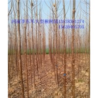 8公分9公分楸樹價格