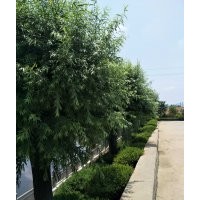 柳樹(shù)30公分