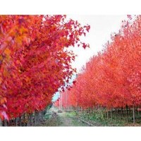 出售美國(guó)紅楓