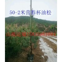 1-1米5營養(yǎng)杯油松，營養(yǎng)杯油松價格，營養(yǎng)杯油松繁育基地