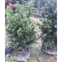 供應(yīng)曼地亞紅豆杉地苗小苗杯苗