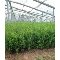 山東瓜子黃楊杯苗價格瓜子黃楊基地批發(fā)采購園林綠化常用苗木瓜子