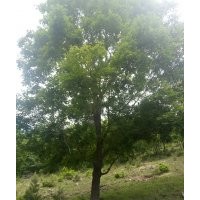 喬木五角楓,三角楓,蒙古麗