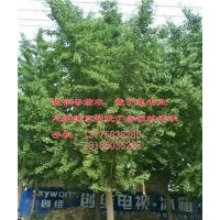 邳州銀杏樹價格_邳州銀杏樹