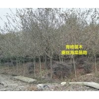 成都海棠 四川貼梗海棠 垂絲海棠價格