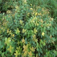 供應(yīng)金絲桃_金絲梅苗木