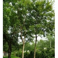 供應(yīng)五角楓_三角楓