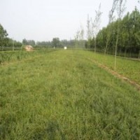 麥冬草_青葉麥冬草_中葉麥冬草_小葉麥冬草_細(xì)葉麥冬草_r日本矮麥