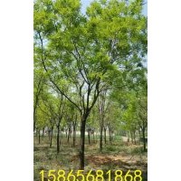 移栽20公分國(guó)槐兩年冒的銷售價(jià)格