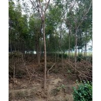 清地處理欒樹30元一顆，4.5-6.5