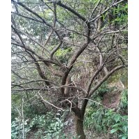 18公分一支紅梅原樁出售