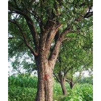 榔榆價格，叢生12公分榔榆樹價格.胸徑15公分榔榆樹價格