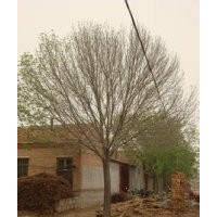 10公分國槐苗木價格12公分國槐苗木價格