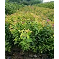 太平花供應(yīng)中