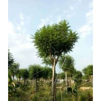 貴州藍(lán)花楹量大從優(yōu)