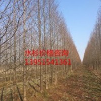 供應(yīng)15公分水杉 水杉樹(shù)