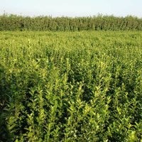 3.5萬株衛(wèi)矛