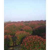 紅葉石楠價(jià)格紅葉石楠球價(jià)格