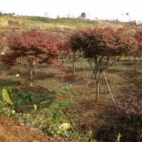 售紅楓紅梅雞爪槭羽毛楓羅漢松櫻花桂花