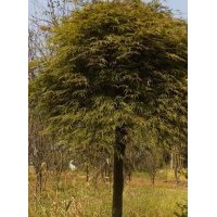 羅漢松羽毛楓紅楓雞爪槭海棠紅梅花三角楓櫻花出售