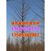 8公分銀杏樹苗價(jià)格表|8公分銀杏樹苗|興隆銀杏(查看)