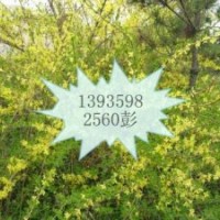 出售連翹苗==山西連翹苗基地==正宗連翹苗價(jià)格