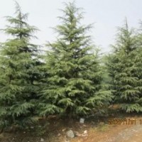 苗圃直銷雪松、廣玉蘭苗木