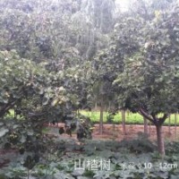 常年出售山楂樹