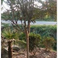 紫薇（百日紅）