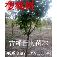 國槐 香花槐 側(cè)柏