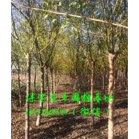 矮接金枝槐 矮桿金枝槐 矮接黃金槐(圖)