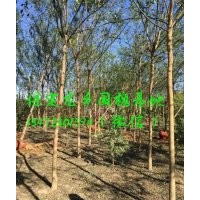 5公分國槐價格，5公分國槐(圖)