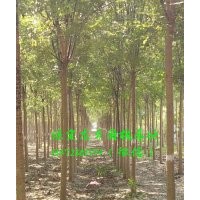 8公分國槐價格，8公分國槐樹