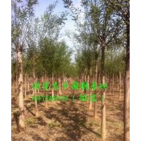 12公分國槐價格，12公分國槐樹