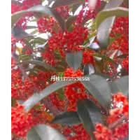 出售桂花，丹桂，金桂