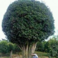 專供占地廣玉蘭，桂花，欒樹