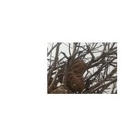 供應(yīng)2-10公分的櫻桃樹(shù) 蘋果樹(shù) 山楂樹(shù)，核桃樹(shù)