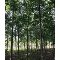 主供行道樹國槐,欒樹,香花槐