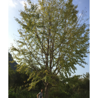 廣西桂林《銀杏，紅楓，桂花》之鄉(xiāng)，長(zhǎng)期供貨！