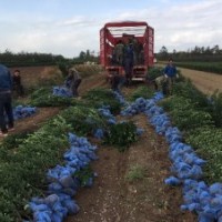 供應(yīng)各種規(guī)格冬青球冬青苗