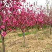 供應(yīng)北美海棠，4-13公分，精品