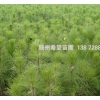濕地松樹苗批發(fā)，濕地松營養(yǎng)杯苗供應(yīng)，包成活！