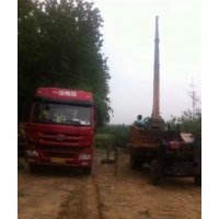 順昌銀杏、銀杏苗木、15公分銀杏苗木價格