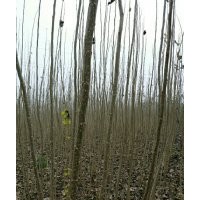 速生楊楊樹(shù)苗、花椒苗、毛桃苗、桃樹(shù)苗、梨樹(shù)苗、國(guó)槐、法桐低價(jià)