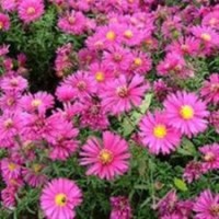 品牌草花,草花,山一花卉苗木草花(圖)