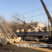 江蘇銀杏樹價(jià)格 -銀杏基地