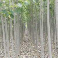 毛白楊.窄冠毛白楊.山東毛白楊